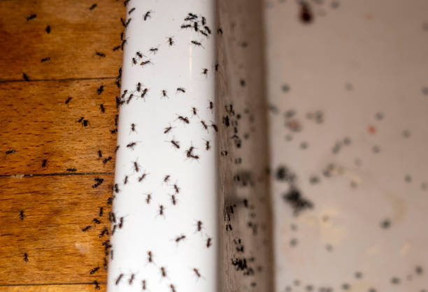 Best Wasp Removal Services  in Blossom, TX