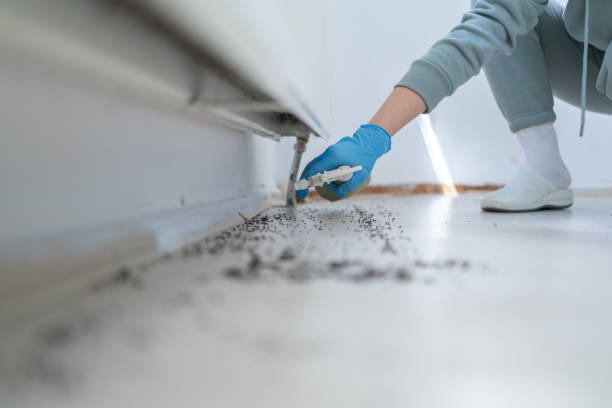 Best Wasp Removal Services  in Blossom, TX